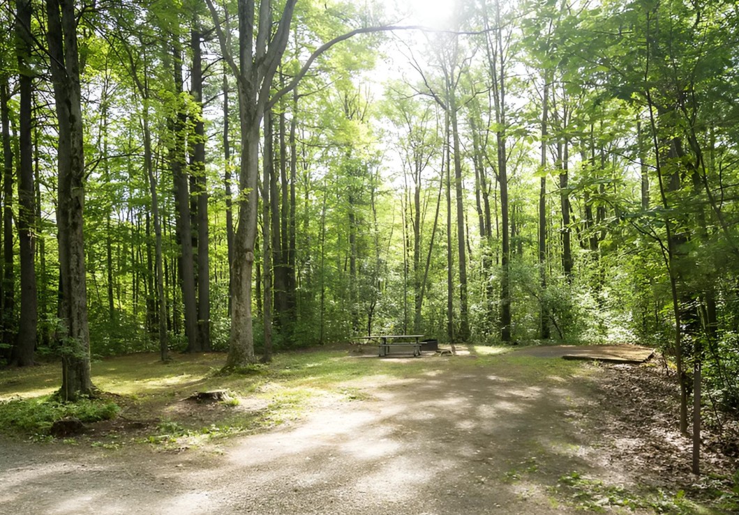 Image of Blueberry Patch Campground